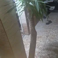 گل یوکای بزرگ