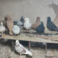 کفترمعاوضه با قناری