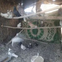 تعدای کبوتر|پرنده|قره چای, |دیوار