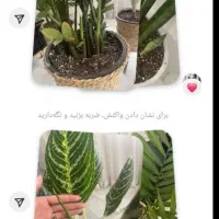 کود گیاهی|گل و گیاه طبیعی|بهبهان, |دیوار