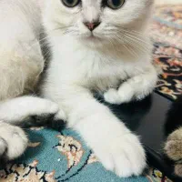 گربه بریتیش