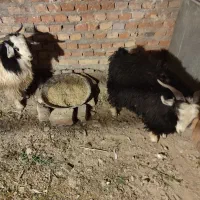 بزغاله نروطنی چاق