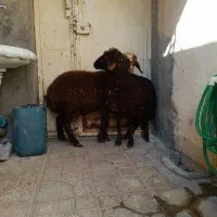 2راس بره ماده سالم سرحال جفتی 19 ملیون|حیوانات مزرعه|مریوان, |دیوار