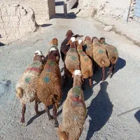 گوسفند داشتی|حیوانات مزرعه|بلبان آباد, |دیوار