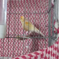 قناری نر|پرنده|نهاوند, |دیوار