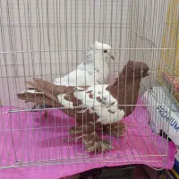 کبوترآس درجه یک|پرنده|فردیس, شهرک شهید حسینی|دیوار