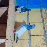 کبوتر پاکستانی|پرنده|میناب, |دیوار