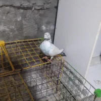 کبوتر|پرنده|گمیشان, |دیوار