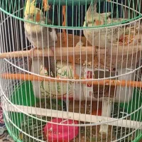 یک جفت عروس هلندی
