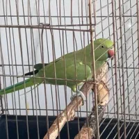طوطی ملنگو