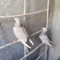 سه عدد کبوتر نامور اس|پرنده|کنگاور, |دیوار