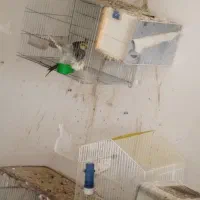 جفت عروس هلندی مولد با تخم معاوضه با گیرینچیک