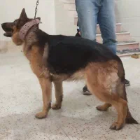 سگ شرمن شپرد