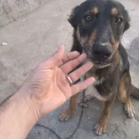 سک ژرمن نژاد شپرد اصیل|سگ|بجنورد, |دیوار