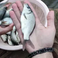 انواع ماهی پرورشی|ماهی|یزد, |دیوار