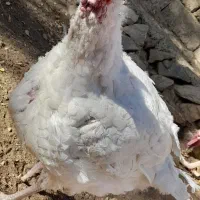 بوقلمون بیوتی (سفید)|حیوانات مزرعه|بانه, |دیوار