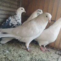 کبوتر پرشی آسمونی|پرنده|هشتگرد, شهرک ولیعصر (مصلی)|دیوار