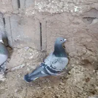 کفتر پلاکی کبوتر