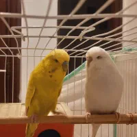 مرغ عشق انگلیسی گریدA*جفت مولد