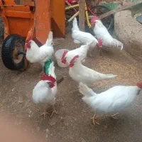 خروس|پرنده|نورآباد, |دیوار