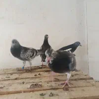 جوجه اردن خالص خالص|پرنده|خرم‌آباد, |دیوار