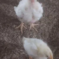 کارگر ماهر مرغداری اتباع بدخشان