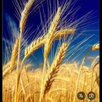 جو خوراک دام