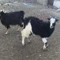 حیوانات مزرعه|حیوانات مزرعه|اردبیل, |دیوار