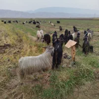 بزا بی بز ابس|حیوانات مزرعه|دره شهر, |دیوار