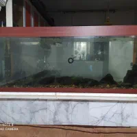 آکواریوم ماهی