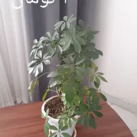 تعدادی گل به فروش میرسد