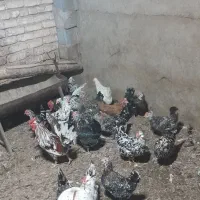 تخم مرغ گلین|حیوانات مزرعه|اصفهان, آبشار|دیوار