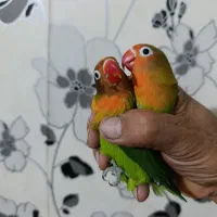 جفت طوطی برزیلی