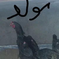 جوجه لاری نژاد اوشامو و افغان|حیوانات مزرعه|مشهد, شهرک رازی (شهرک غرب)|دیوار