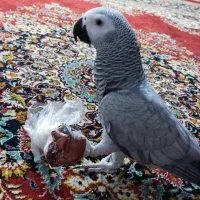کاسکو ماده