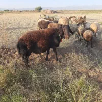 قوچ افشاری|حیوانات مزرعه|عطاملک, |دیوار