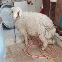 گوسفند نر  چاق