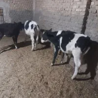 دو عدد گوساله نرو یکی ماده|حیوانات مزرعه|اردکان, |دیوار