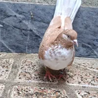 کبوتر گرگی زرد ماده