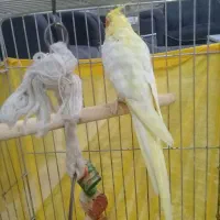 عروس هلندی لوتینو. نر.سخنگو|پرنده|شهریار, شهریار|دیوار