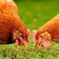 خروس گردن لختی