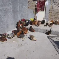 مرغ تخم گذار