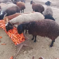 میش جوان آبستن سنگین