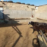 قوچ جوان|حیوانات مزرعه|سلفچگان, |دیوار