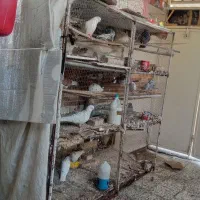 قفس|لوازم جانبی حیوانات|اهواز, منبع اب|دیوار