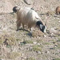 بز نر|حیوانات مزرعه|سبلان, |دیوار
