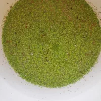 عدسک آبی (علوفه طلایی)خوراک غنی برای طیور وآبزیان|حیوانات مزرعه|تهران, سهروردی|دیوار