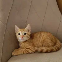 خوشگلا بدون سرپرست