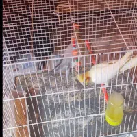 عروس هلندی
