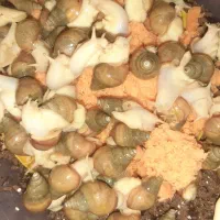 فروش حلزون.تخم حلزون